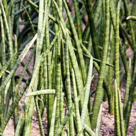 虎尾蘭屬 界|虎尾蘭(百合目百合科植物):形態特徵,生長習性,地理分布,主要品種,。